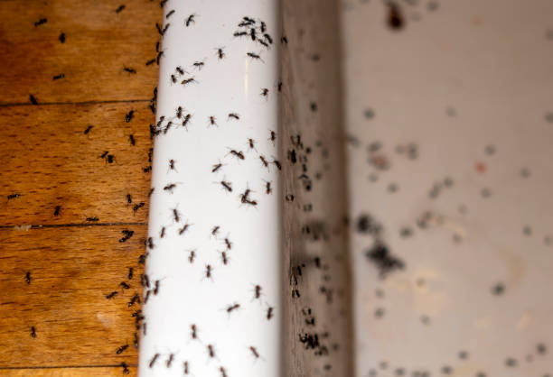 Best Mosquito Control Services  in Mackinaw, IL