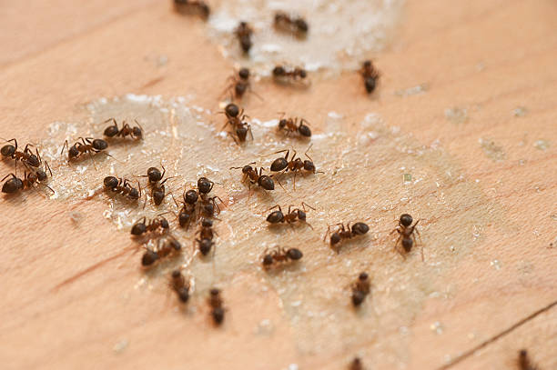 Best Affordable Pest Control Services  in Mackinaw, IL