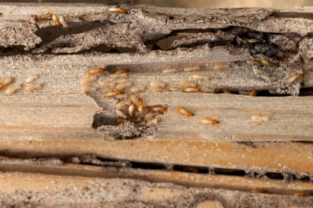 Best Pest Control Near Me  in Mackinaw, IL
